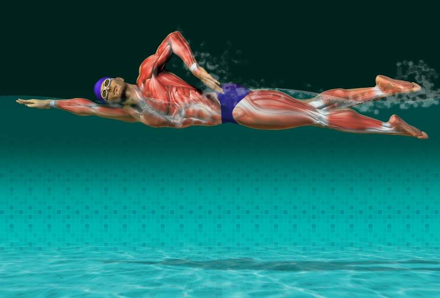 Работа мышц при плавании